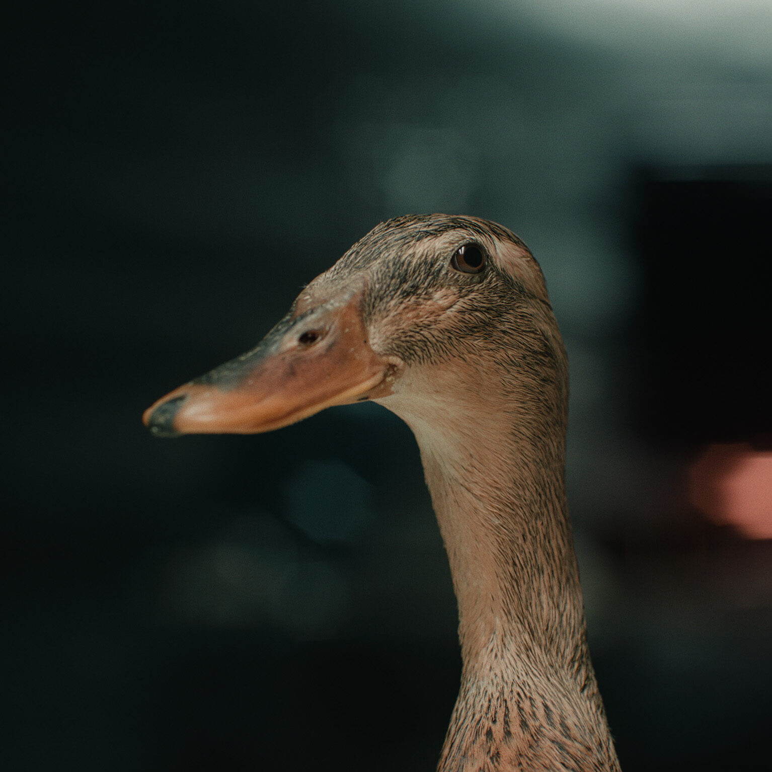 Eine König Ahrens Filmproduktion